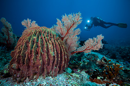 Diving during photography workshops by Gerald Rambert