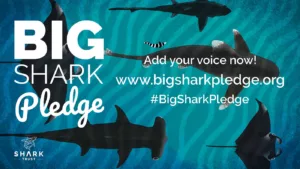 Big Shark Pledge from the Shark Trust