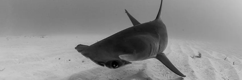 Giant Hammerhead - Big Shark Pledge