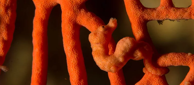 Photograph of a wedding cake pygmy seahorse