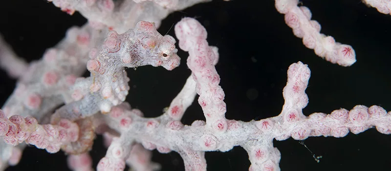 Using the rule of thirds to emphasise the size of the pygmy seahorse