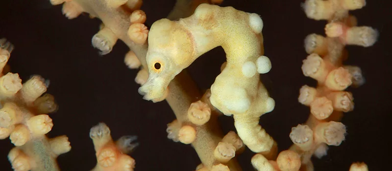 It's not easy to Photograph Pygmy Seahorses in their environment