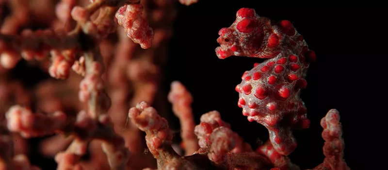 This is exactly how you Photograph Pygmy Seahorses