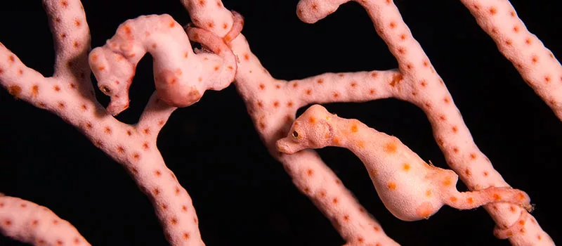 Patience is one of the best ways to get the best Photograph of Pygmy Seahorses