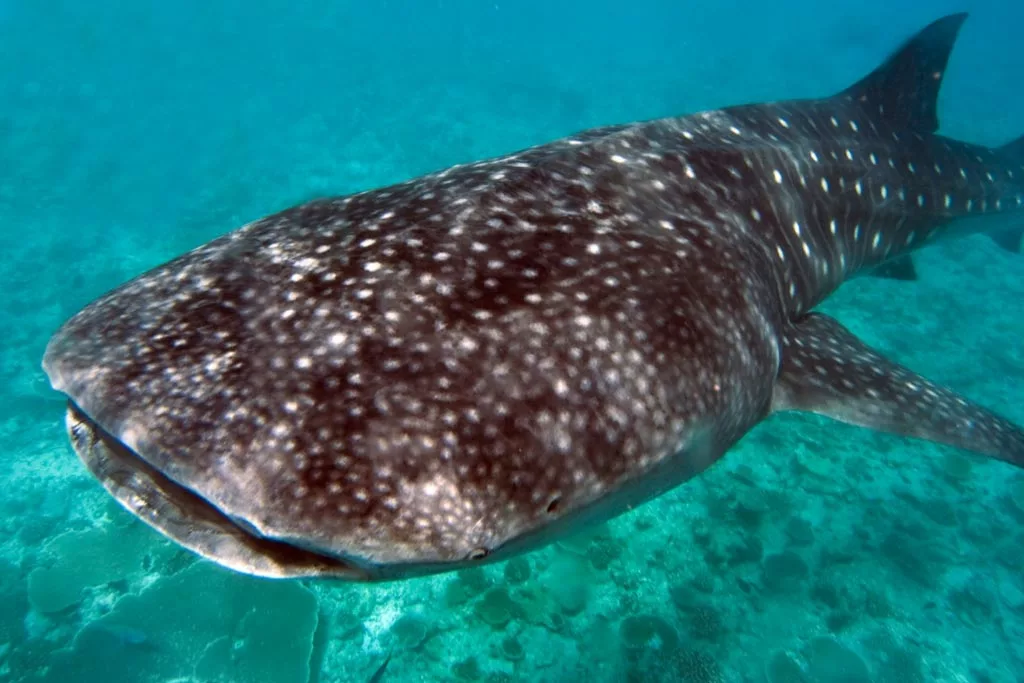 Lucky divers can get to see Whalesharks in teh Maldives