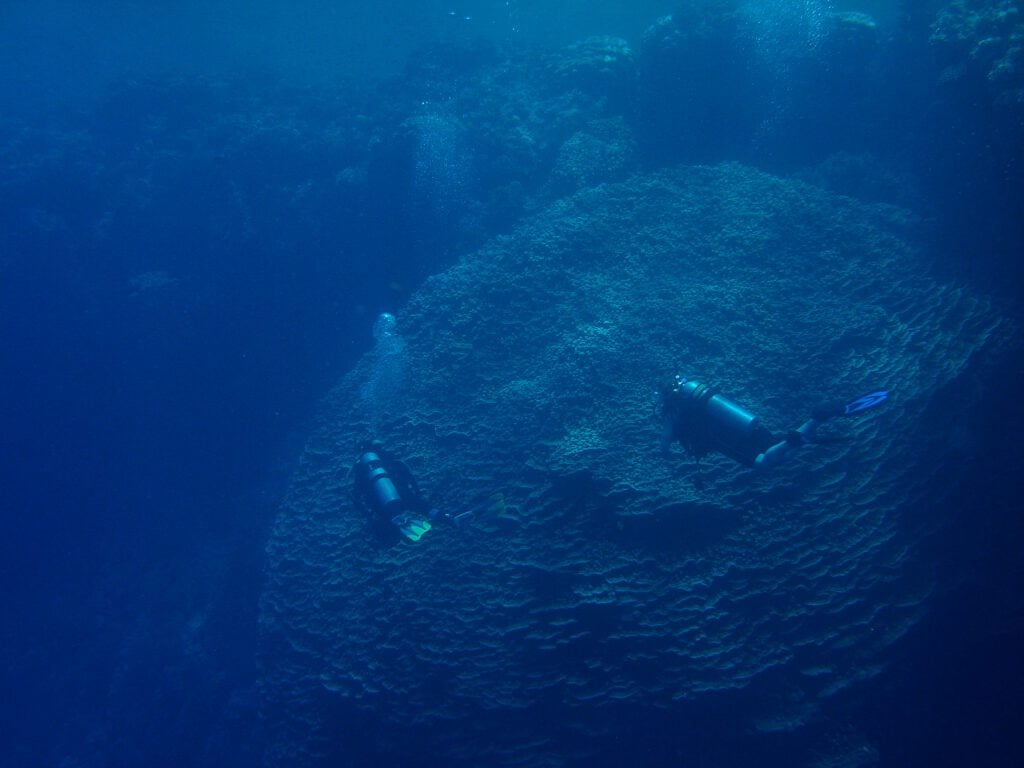 brain coral and divers