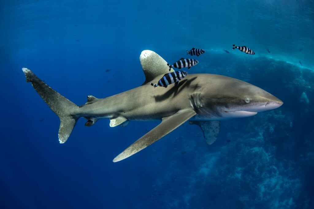 Oceanic White tip