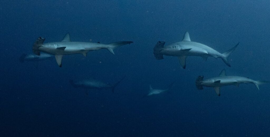 Hammerheads at Daedalus