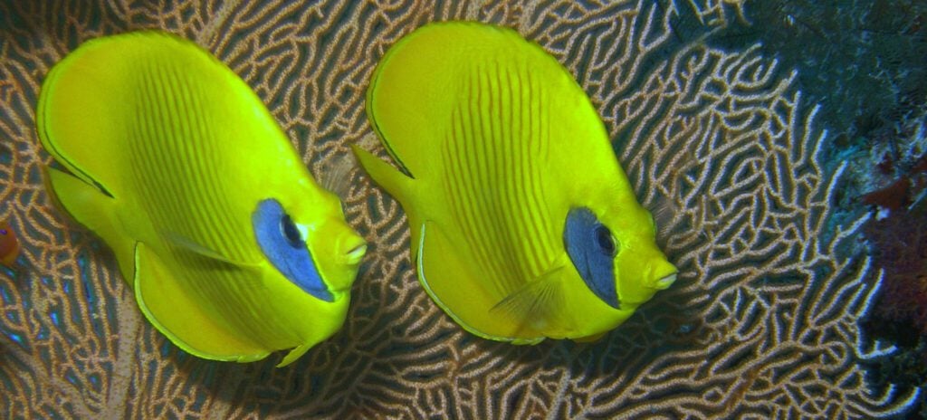 Masked butterfly fish Egypt