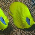 The Egyptian Red Sea: A Diver’s Paradise of Endemic Species