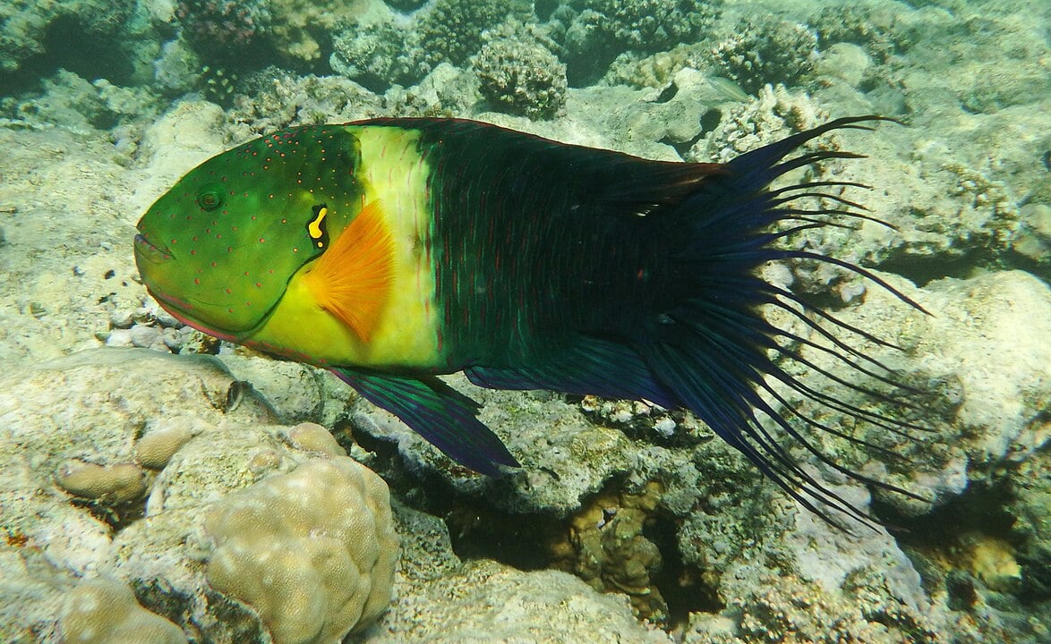Broomtail Wrasse