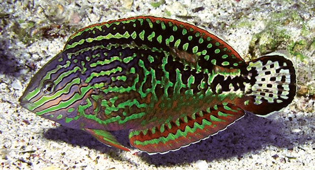 Red Sea Leopard Wrasse
