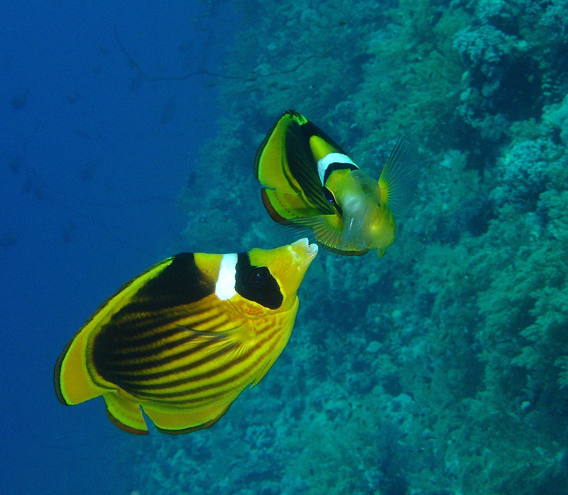 Red Sea Butterflyfish