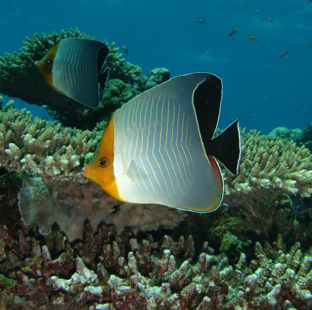 Hooded Butterflyfish Egypt