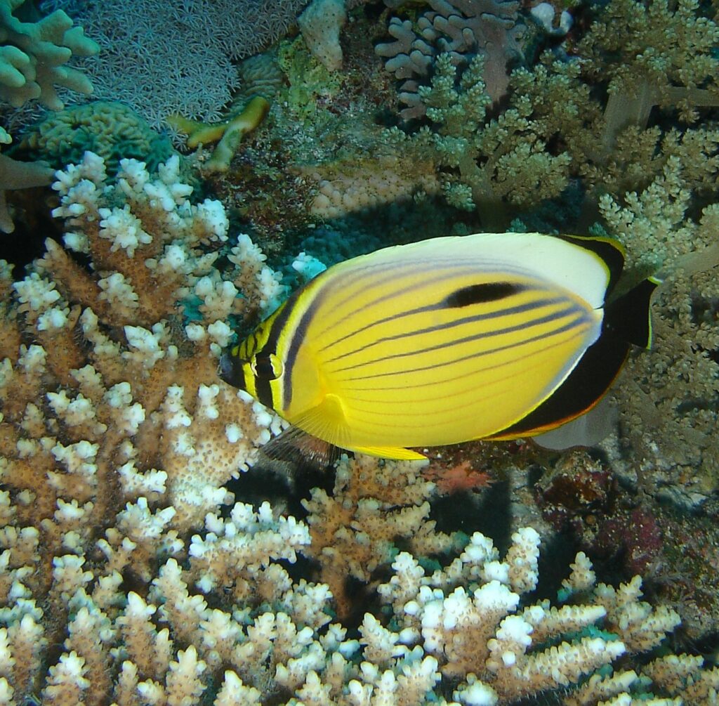 Blacktail Butterflyfish Endemic