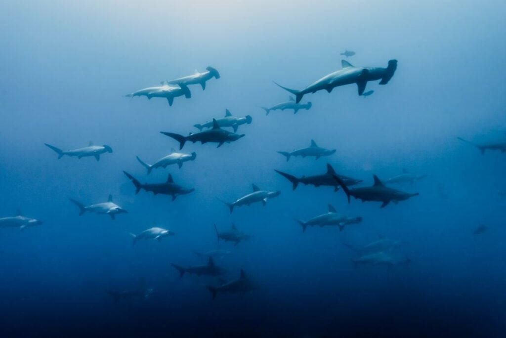 Large school of scalloped hammerhead sharks swimming through clear blue water near Darwin’s Arch, Galápagos.