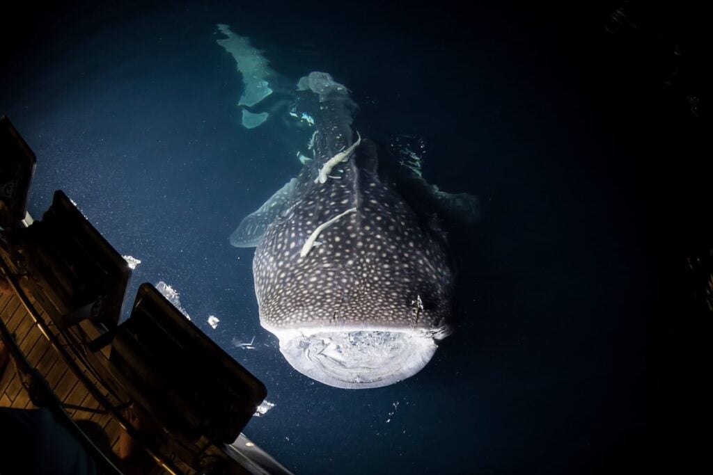 Whale shark swimming at night behind the Maldives Master liveaboard, drawn to the boat lights