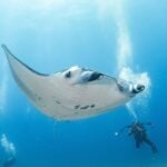 Whale Sharks & Manta Rays: Why the Maldives Is a Diver’s Paradise