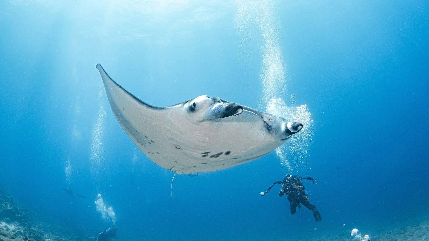 Whale Sharks & Manta Rays: Why the Maldives Is a Diver’s Paradise