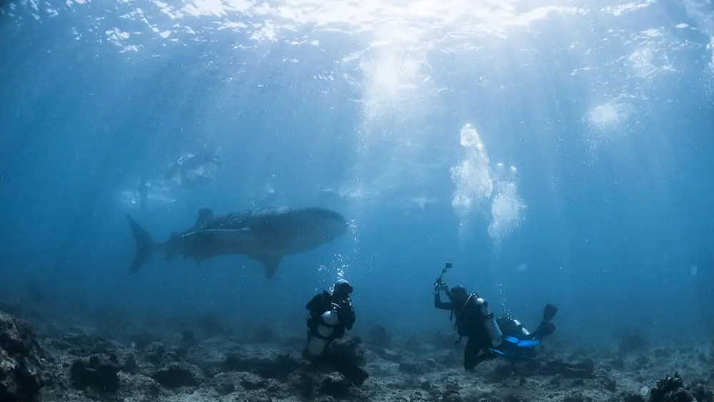 Divers and snorkellers can both enjoy whale sharks in the Maldives