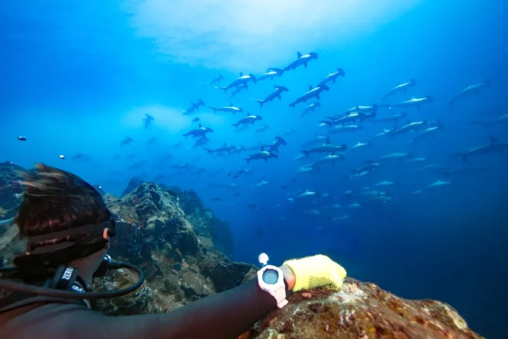 Diver observing a school of hammerhead sharks at Darwin’s Arch (Darwin’s Towers), one of the most famous pelagic dive sites in the Galápagos.