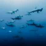 Darwin’s Arch: The Pinnacle of Galápagos Diving