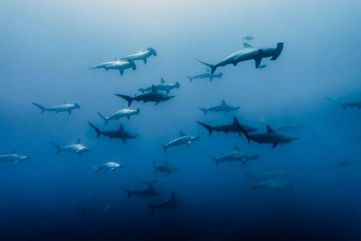 A large school of scalloped hammerhead sharks swimming together in blue water at Darwin Island, Galápagos.