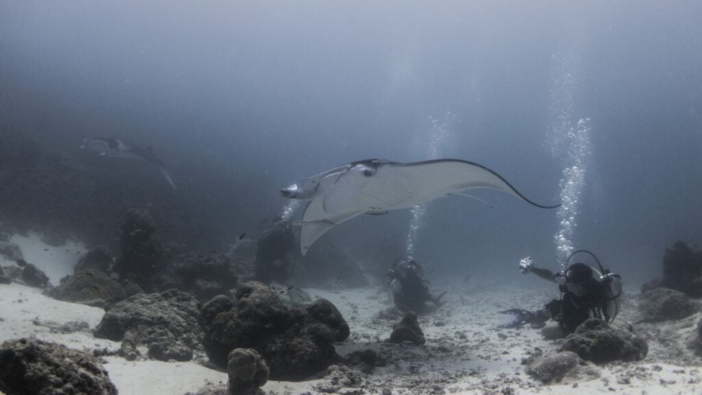 Getting close to manta rays is as easy as just staying still and relaxing.