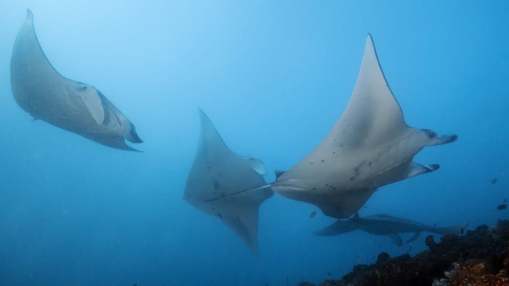 Manta rays forming a train to feed off Ari Atoll