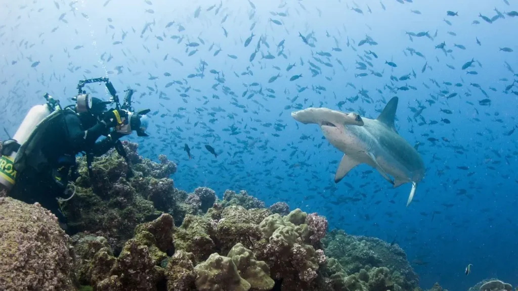 Close encounter with a scalloped hammerhead shark near Darwin’s Arch, Galápagos