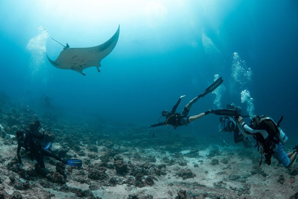 Divers observing manta ray at feeding station — Maldives liveaboard diving