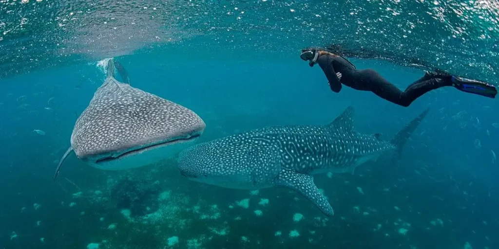 Snorkelling with whale sharks in the Philippines