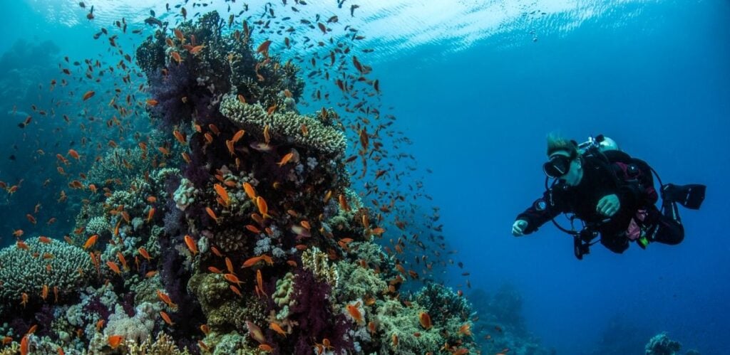 Diver in the Egyptian Red Sea diving a reef