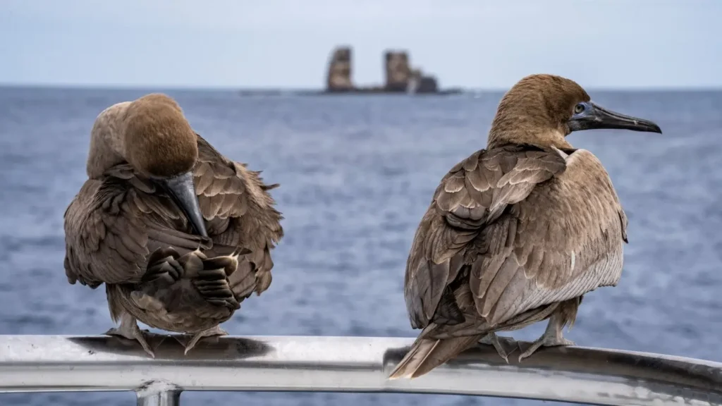 Advanced Currents: How to Master Diving at Darwin’s Arch