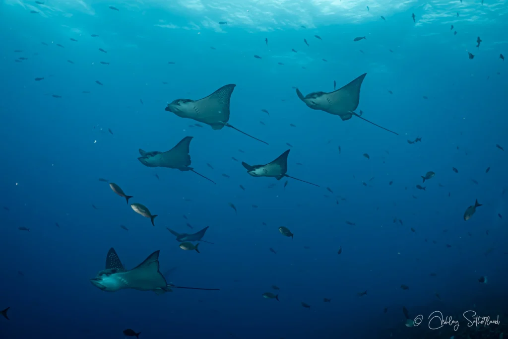 Eagle Rays in Galapagos