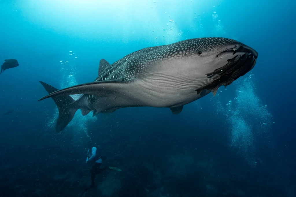 Whaleshark in Galapagos