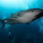 Galápagos Migrations: The Best Times to Dive with Sharks, Rays & Whales