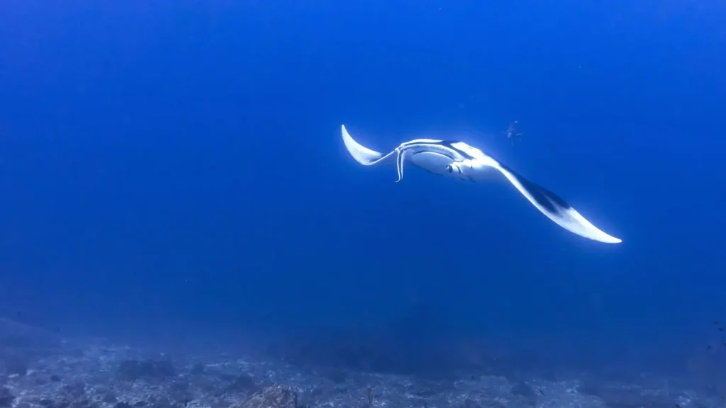 An oceanic Manta Ray swimming gracefully at the West Ridge on Koh Bon