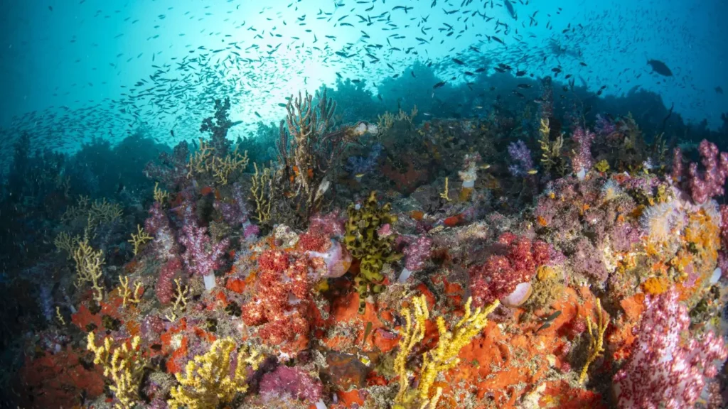 A close-up view of vibrant purple and orange soft corals covering the pinnacle underwater at Richelieu Rock, Thailand.