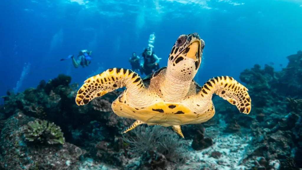 Divers follow a turtle while diving in the Similan Islands of Thailand