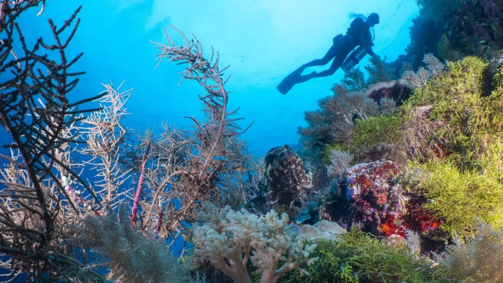 A vibrant coral wall at Dexter's Wall Palau featuring a large grouper and a diver silhouetted above.