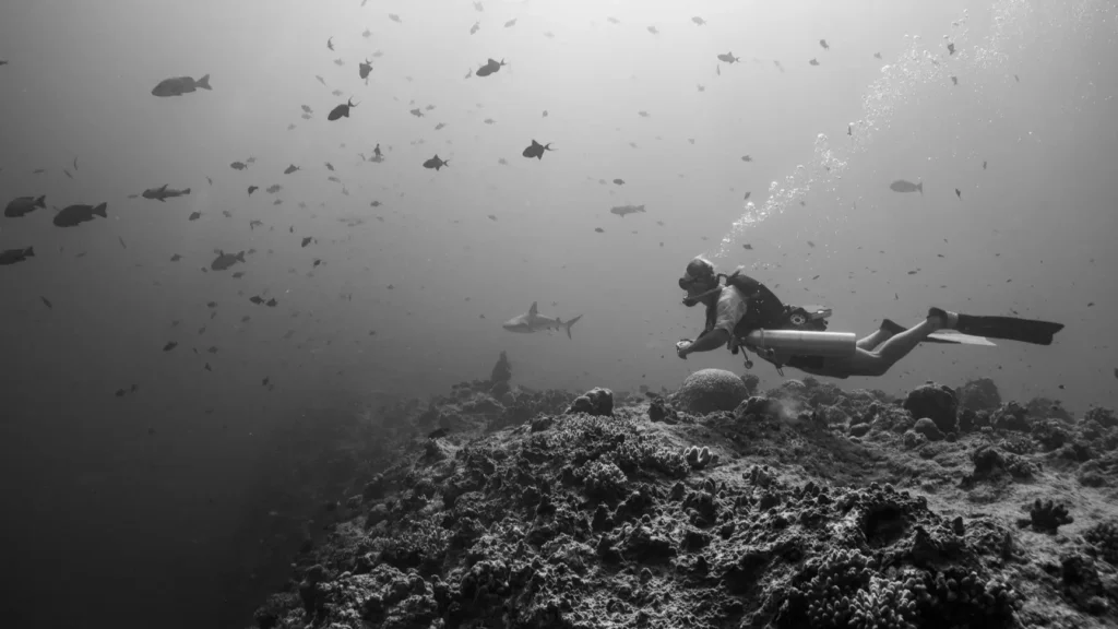A scuba diver hovering at Blue Corner Palau as a grey reef shark cruises past in the current.