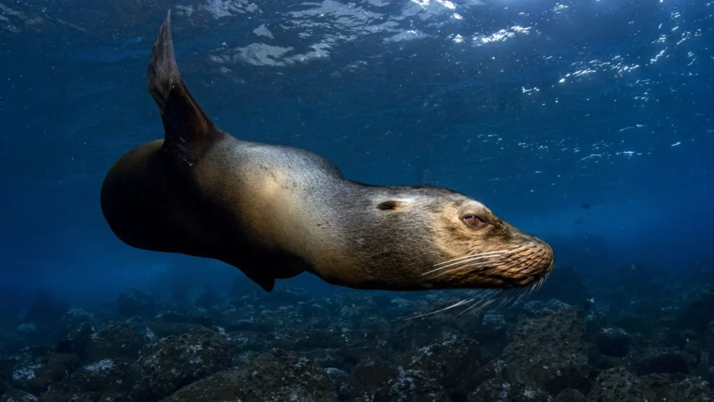 A playful Galápagos sea lion swimming close to a camera during a dive expedition.