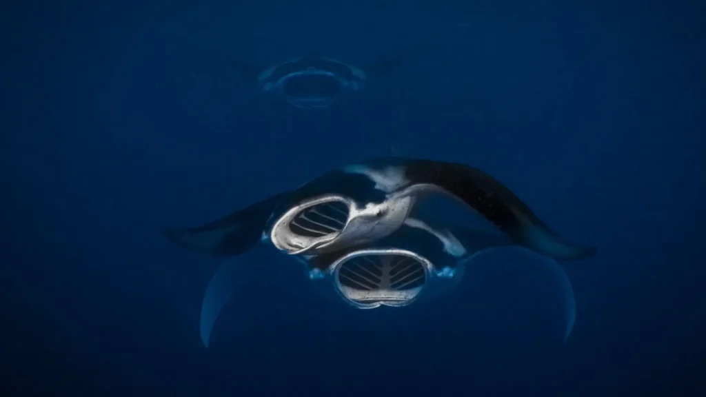 Front view of three manta rays swimming in a feeding train in the blue waters of Palau.