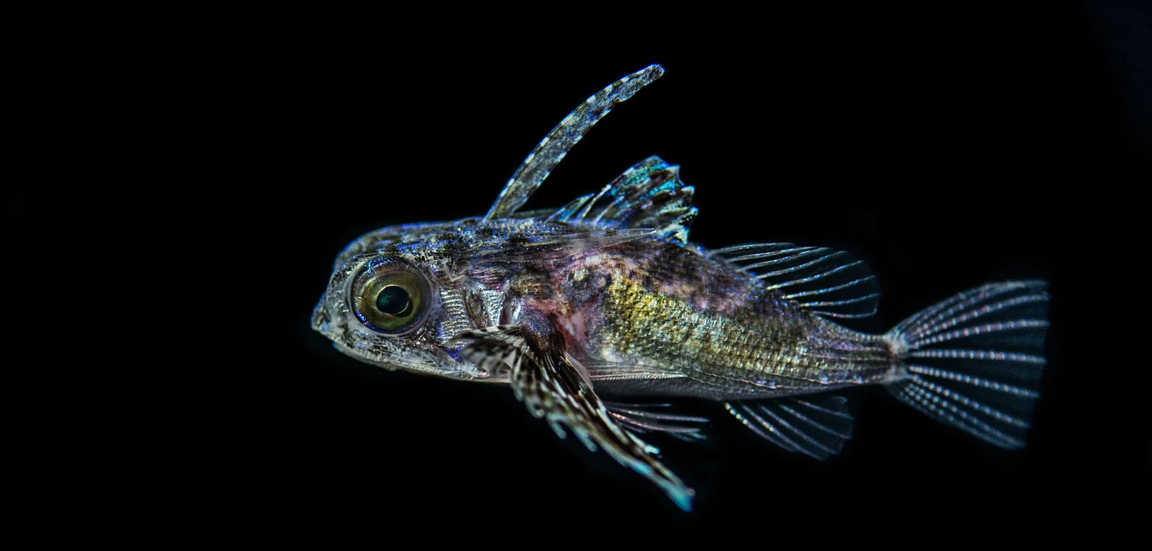 Blackwater diving in Palau