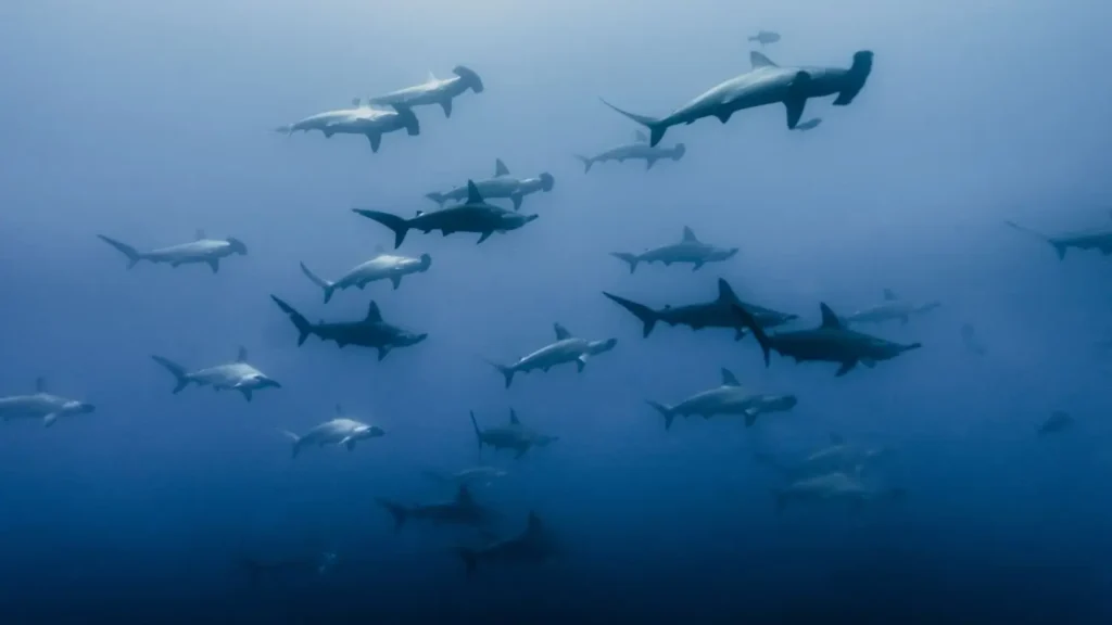 A school of scalloped hammerhead sharks swimming through the deep blue water at Darwin Island in the Galápagos