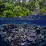 Sustainability at Sea: How Liveaboards Protect the Oceans