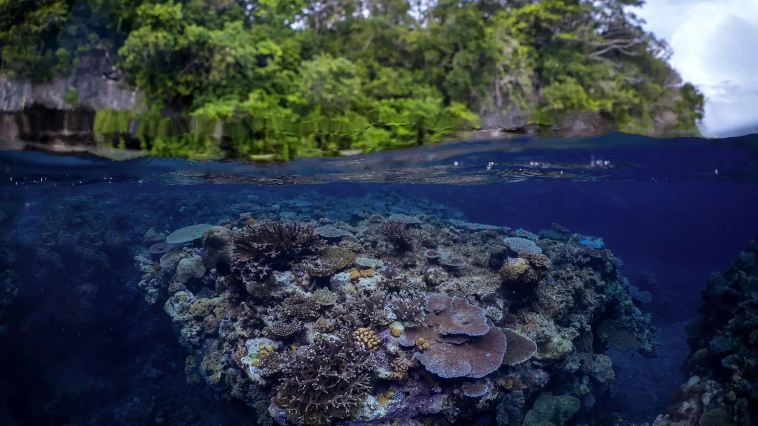 Sustainability at Sea: How Liveaboards Protect the Oceans