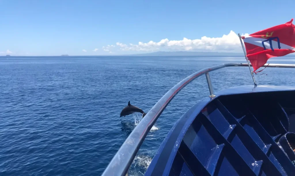 A dolphin leaping at the bow of the Galápagos Master liveaboard in clear blue Galápagos waters, showing playful bow-riding behavior typical during marine migrations.