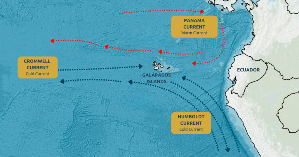 Map of Galápagos showing Humboldt, Cromwell, and Panama currents, with arrows indicating flow and marine life hotspots including hammerhead sharks, whale sharks, and manta rays.